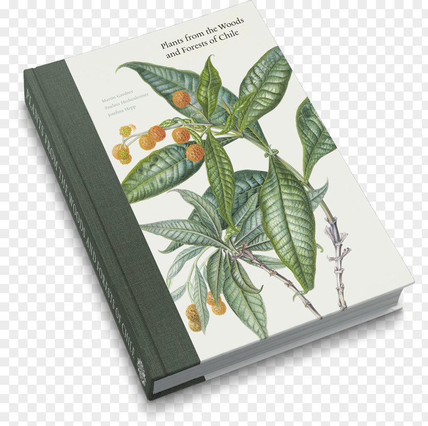 Plant Royal Botanic Garden Edinburgh Plants From The Woods And Forests Of Chile Botany Botanical Illustration PNG