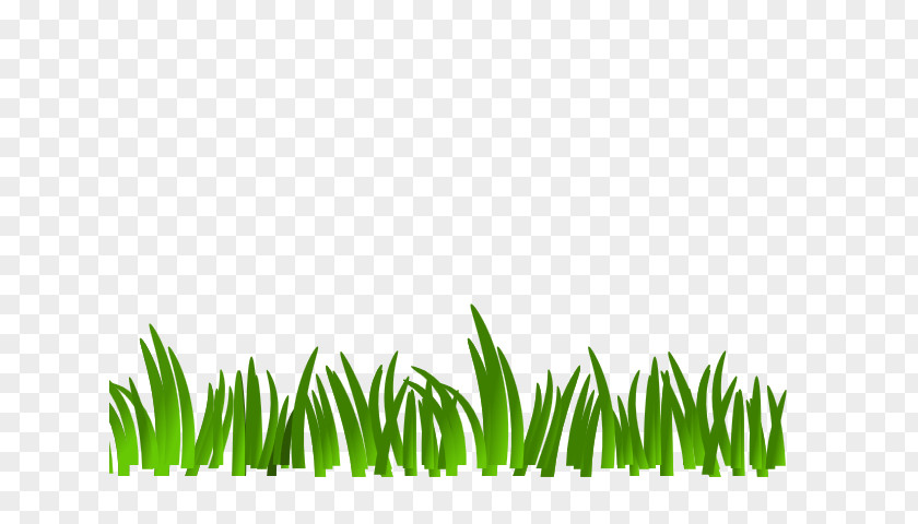 Artificial Turf Vascular Plant Family Tree Background PNG