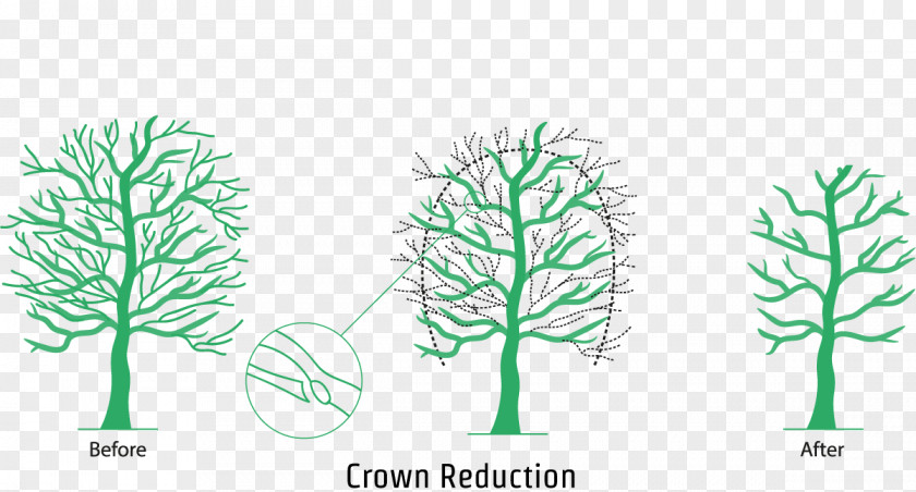 Crown Branch Pruning Leaf Tree PNG