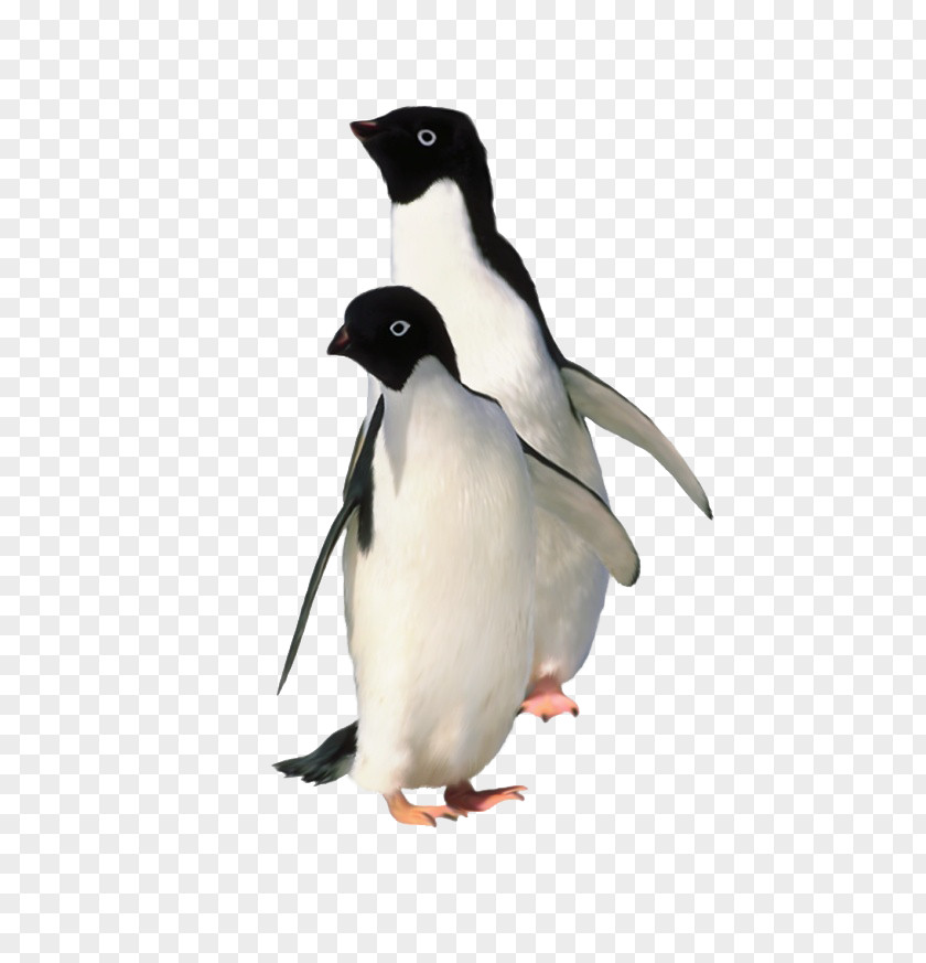 Cute Penguin Antarctica Emperor King PNG