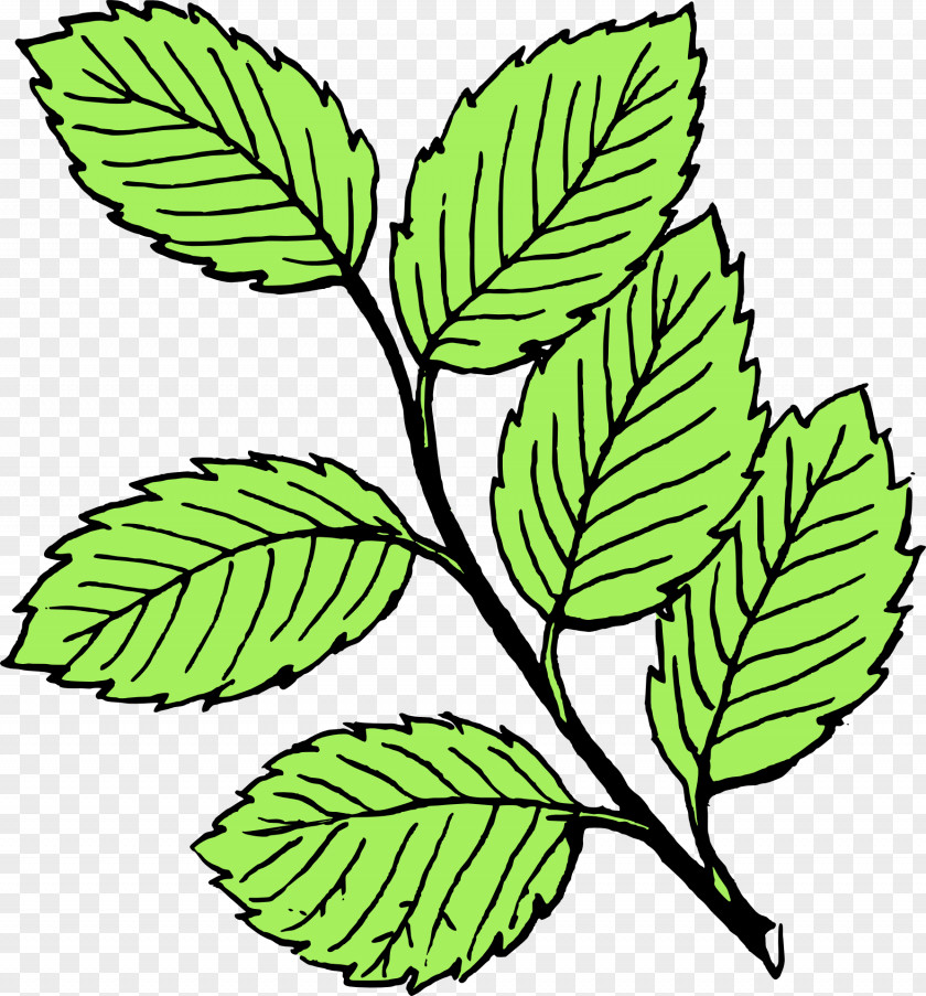 Green Leaves Look At Autumn Leaf Color Black And White Clip Art PNG