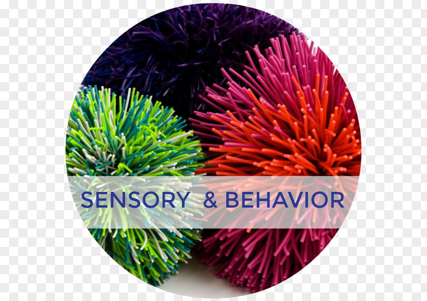 Tactile Handwriting Ideas Sensory Nervous System Processing Sense Vestibular PNG
