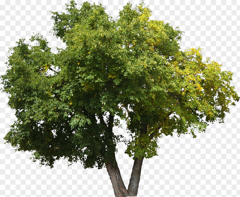 Bushes Tree Oak Shrub Lindens Plant PNG