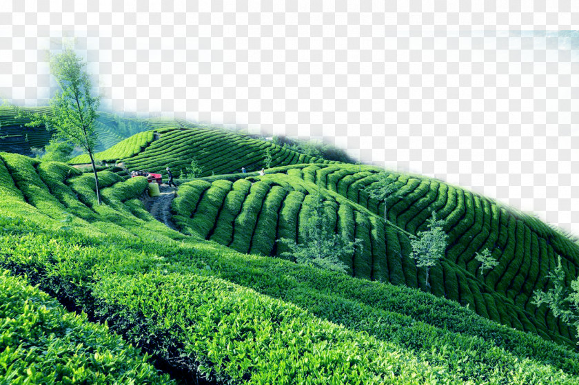 Green Tea Garden Border Texture The Classic Of Yum Cha PNG