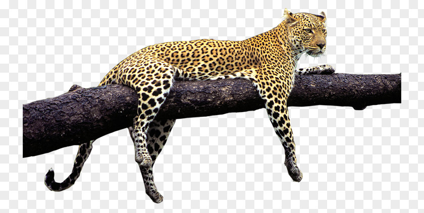Leopard Jaguar Tiger Cheetah Wildlife PNG