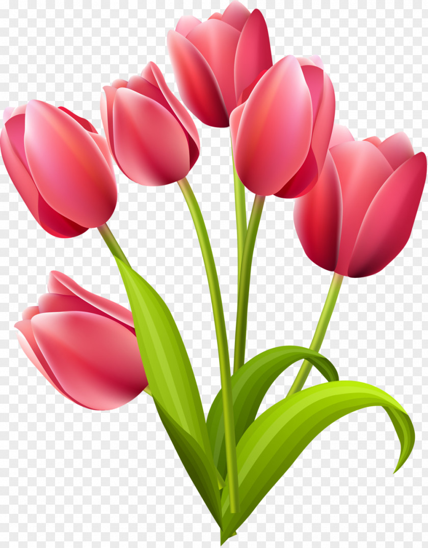 Tulip Flower Bouquet Clip Art PNG