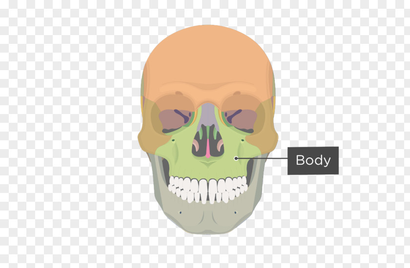 Upward Extension Maxilla Zygomatic Bone Process Sphenoid PNG