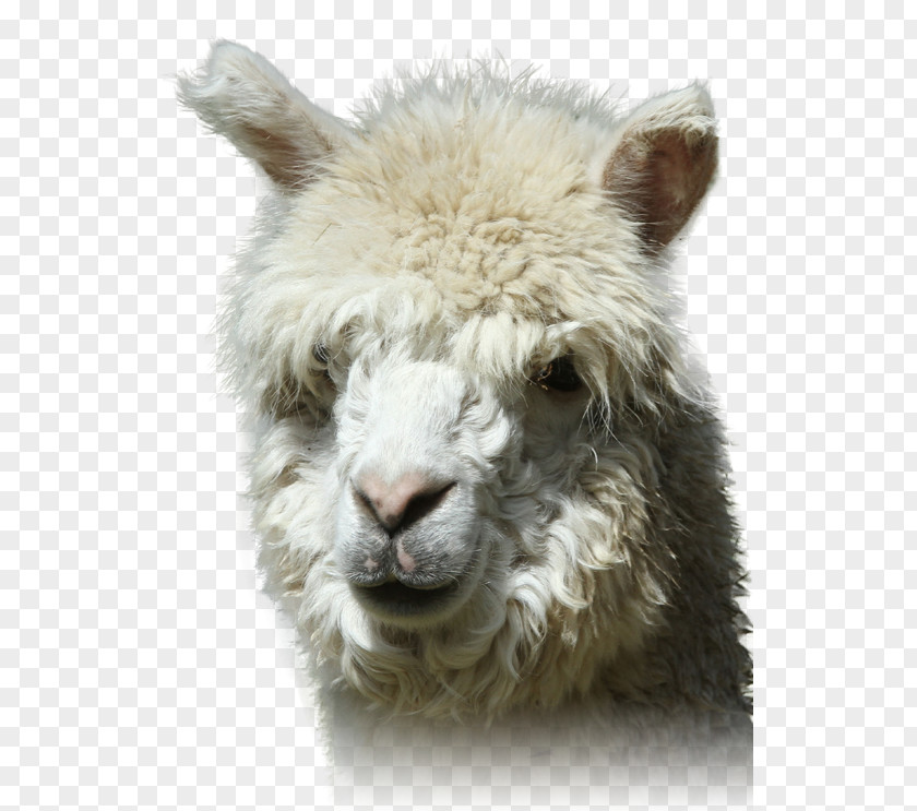 Alpaca Llama Fur Close-up Snout PNG