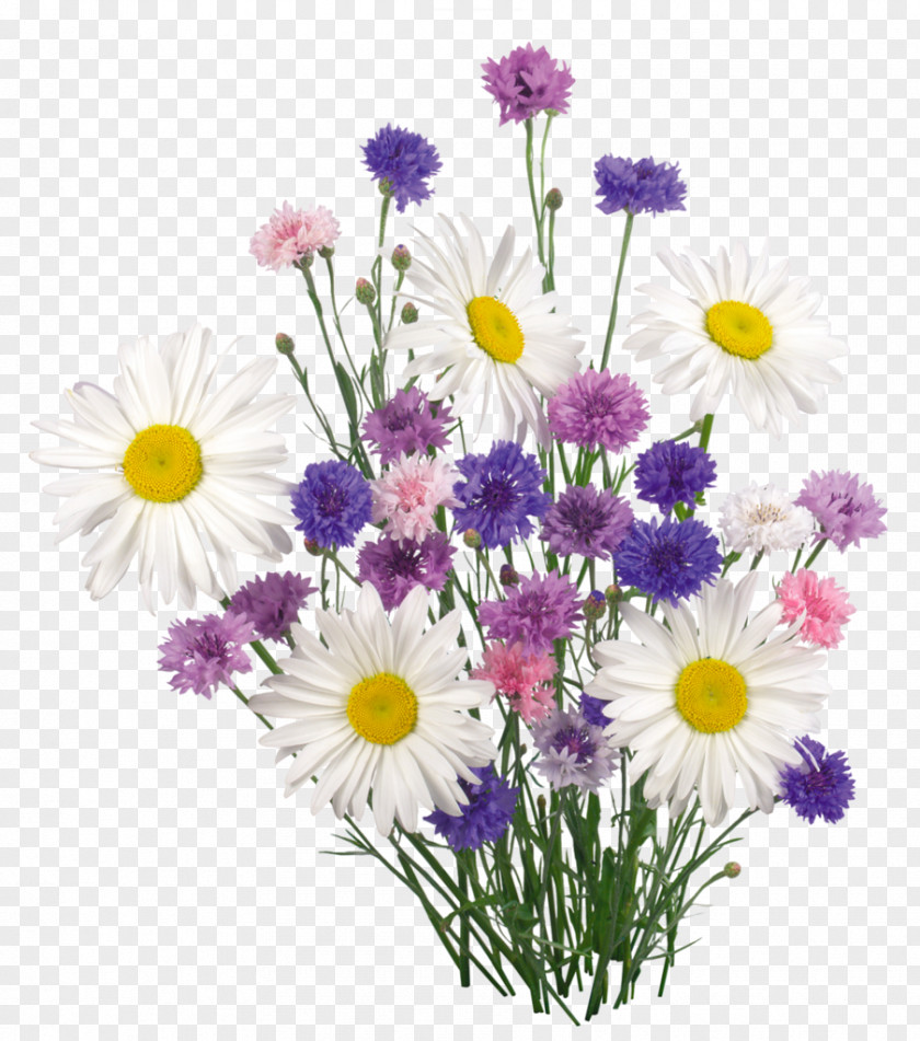 Chamomile Butterfly PNG