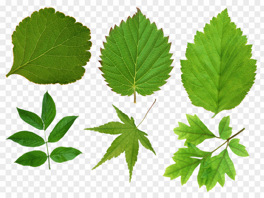 Green Leaves Leaf Image Resolution Clip Art PNG