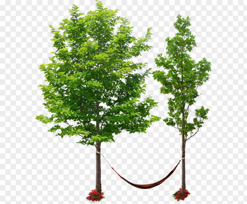 Tree Drawing Trees Populus Nigra Texture Plant PNG