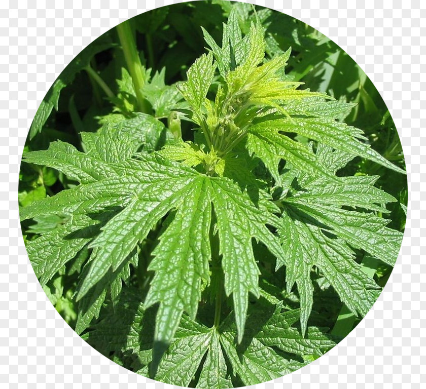 Трава пустырника Common Motherwort Tincture Thyroid Pharmaceutical Drug PNG