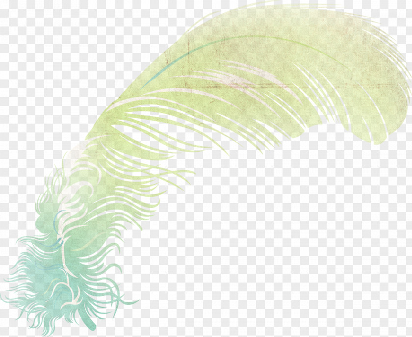Feather Leaf PNG