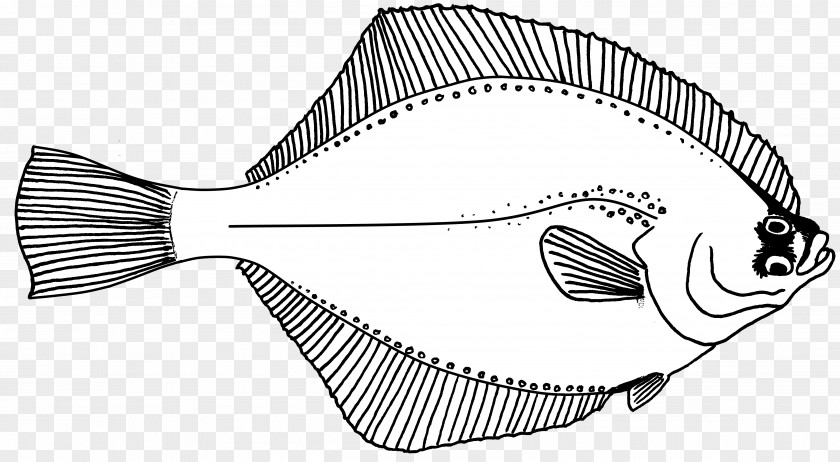 Line Drawing Art Fish Flounder PNG