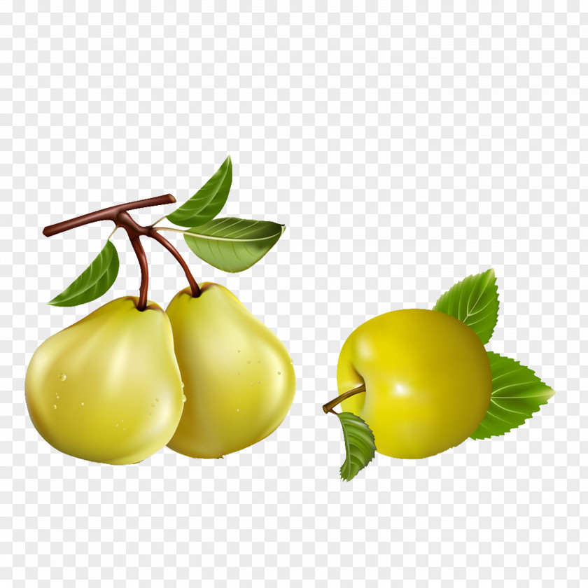 Pear Asian Pyrus Nivalis Apple Fruit PNG