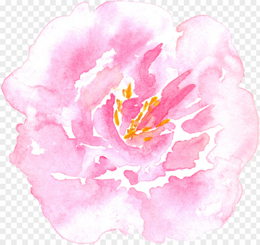 Watercolor Peony Painting Centifolia Roses PNG