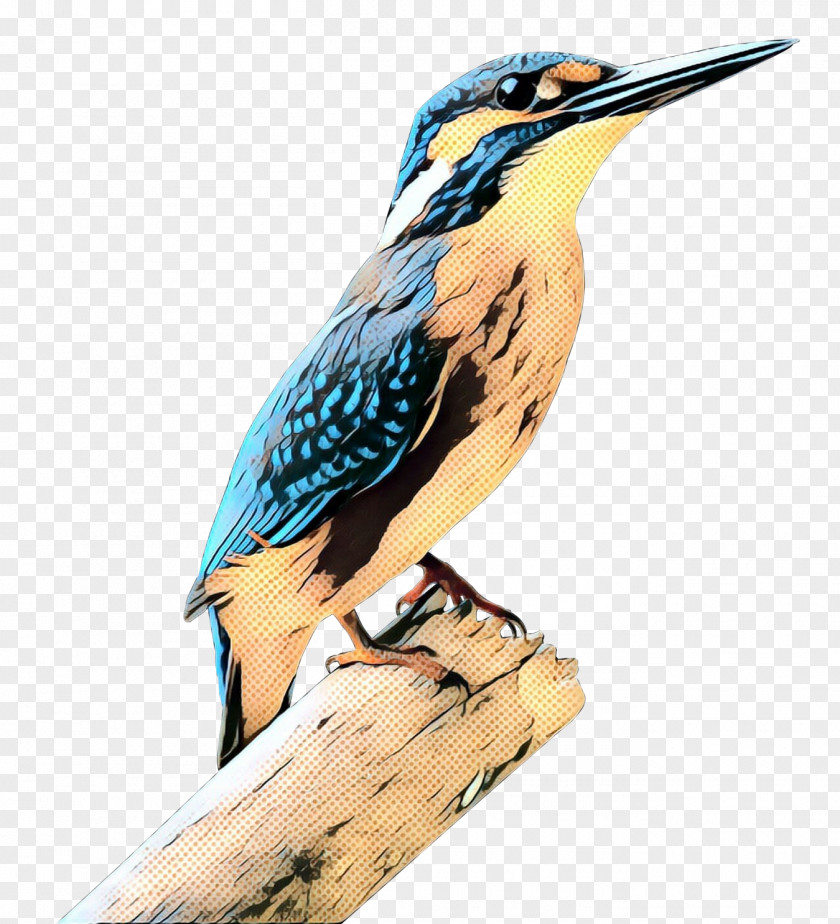 Beak Piciformes Coraciiformes Fauna Feather PNG
