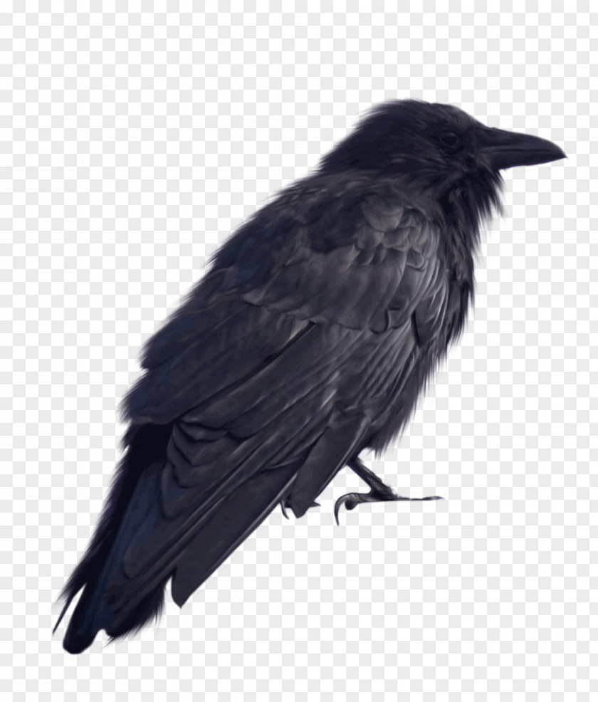 Bird American Crow Rook New Caledonian Common Raven PNG