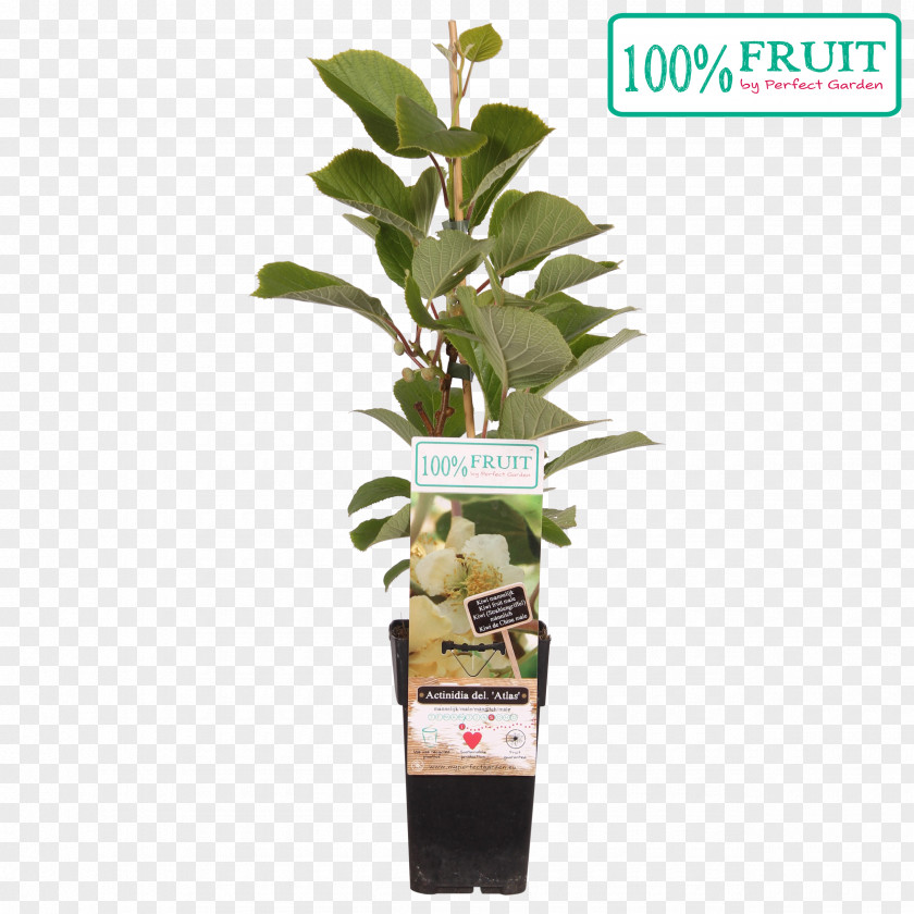 Kiwifruit Actinidia Deliciosa Plant 20th Century Seed PNG