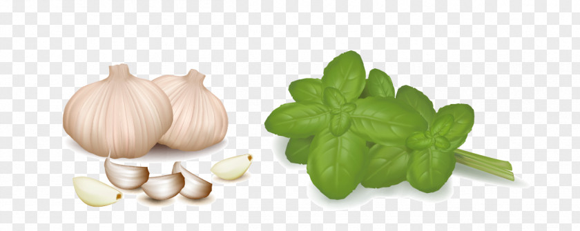 Garlic Vegetable Stock Clip Art PNG