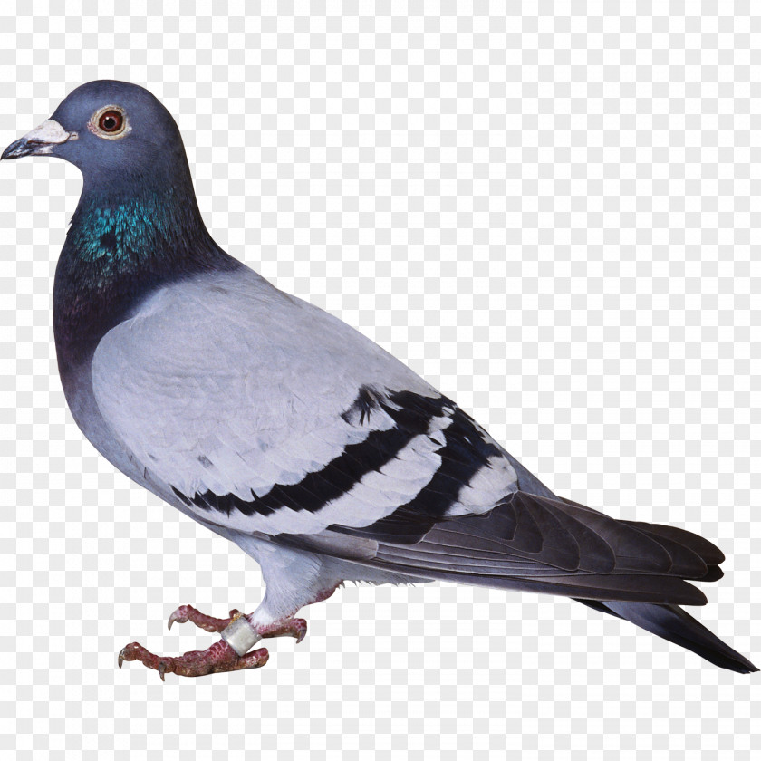 Love Bird Consonant Hindi Domestic Pigeon Alphabet Columbidae PNG