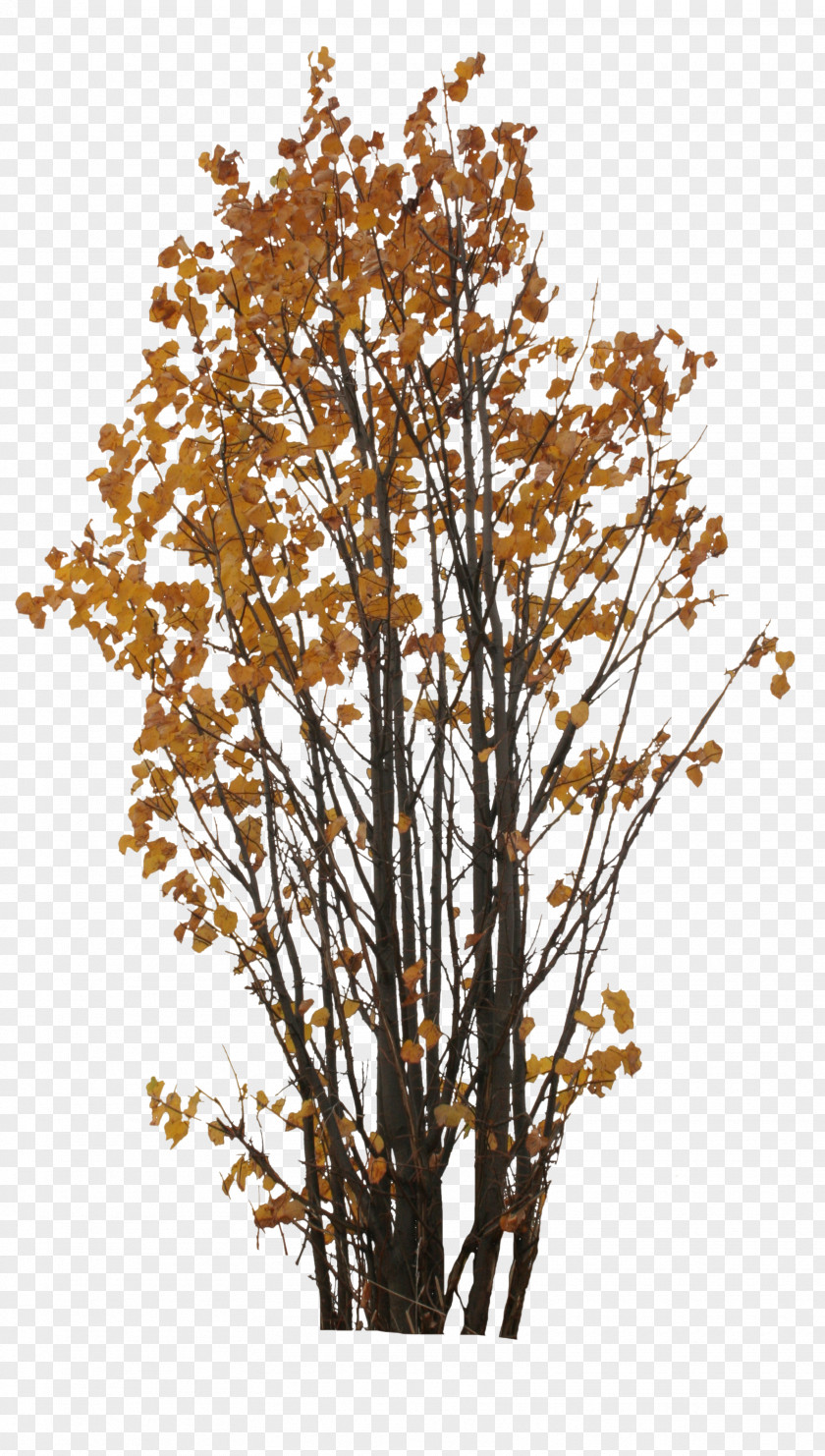 Orange Tree Branch Twig Plant Leaf PNG
