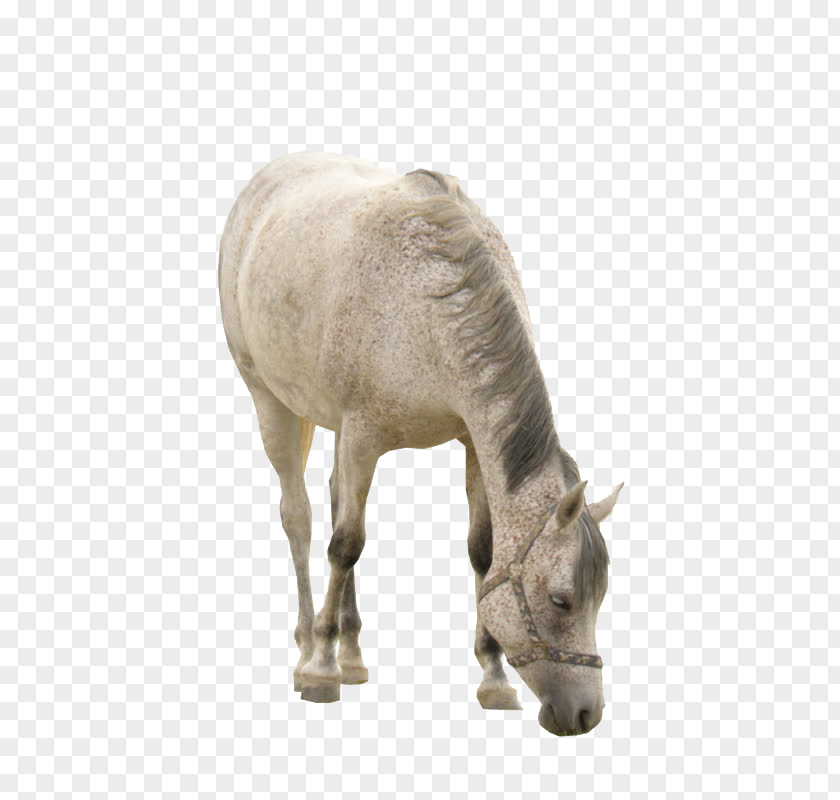 Donkey Horse Mare Stallion PNG