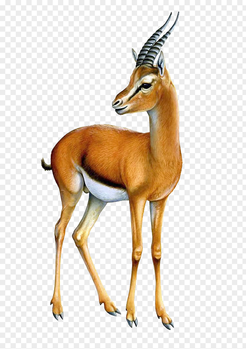 Gazelle Transparent Image Antelope Clip Art PNG