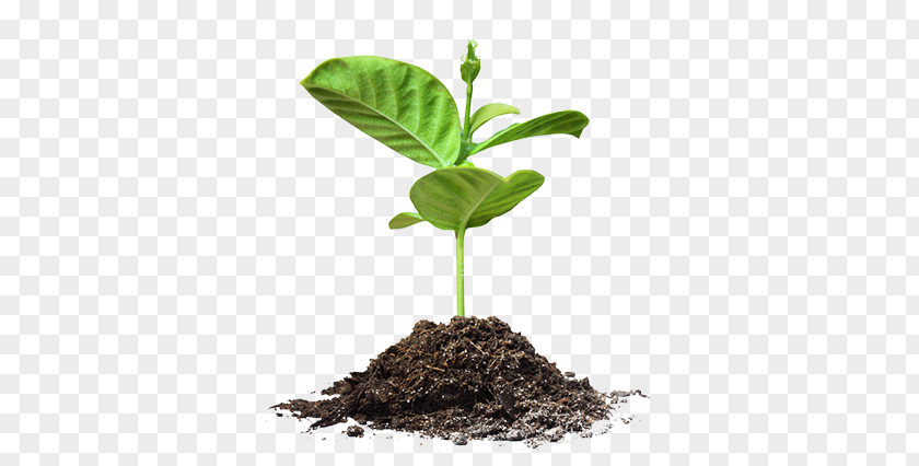Growing Seed Plant Aquaponics Soil Food Vine PNG