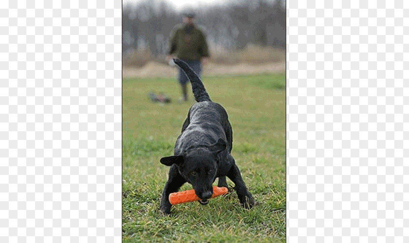 Labrador Retriever Training Obedience Dog Breed PNG