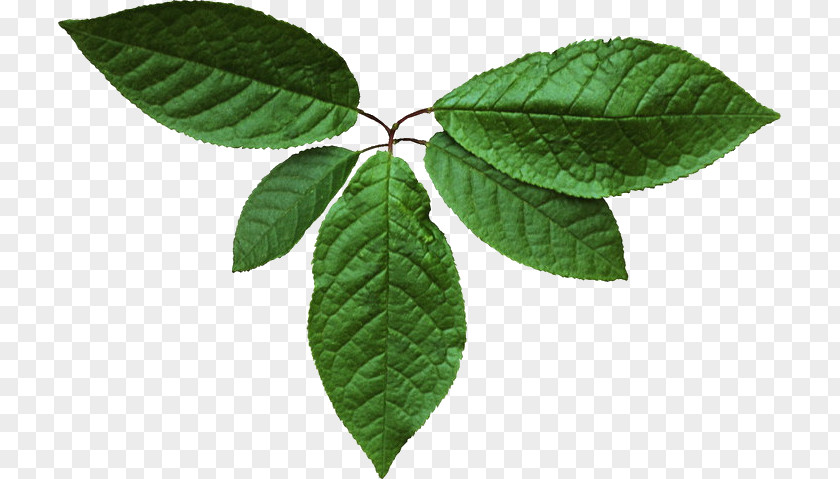 Leaf Green Tree .de PNG