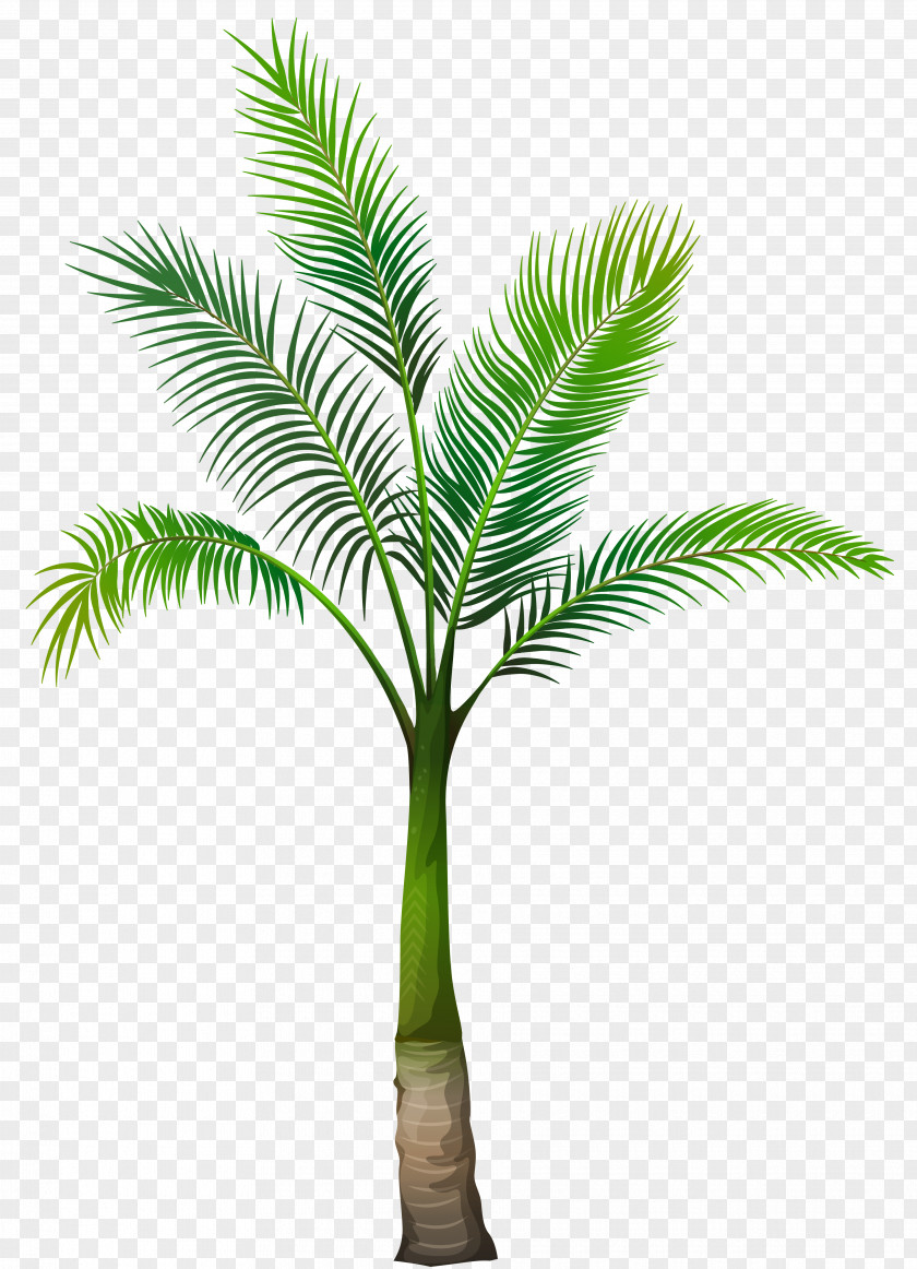 Palm Leaves Washingtonia Filifera Arecaceae Tree PNG