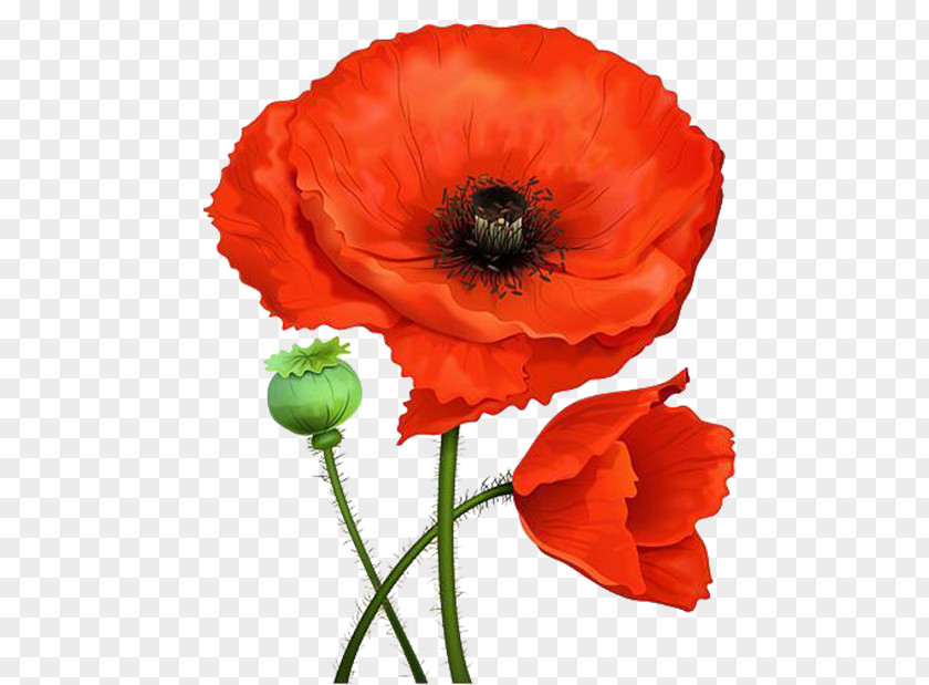Word Remembrance Poppy Kalbos Garsas Flower PNG