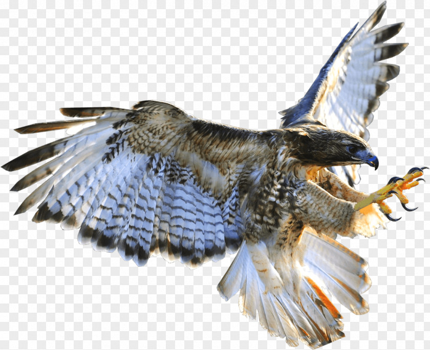 Eagle Hawk Azerbaijan Buzzard Falconry PNG
