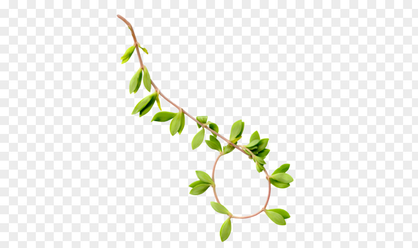 Leaf Twig Weeping Willow Branch PNG