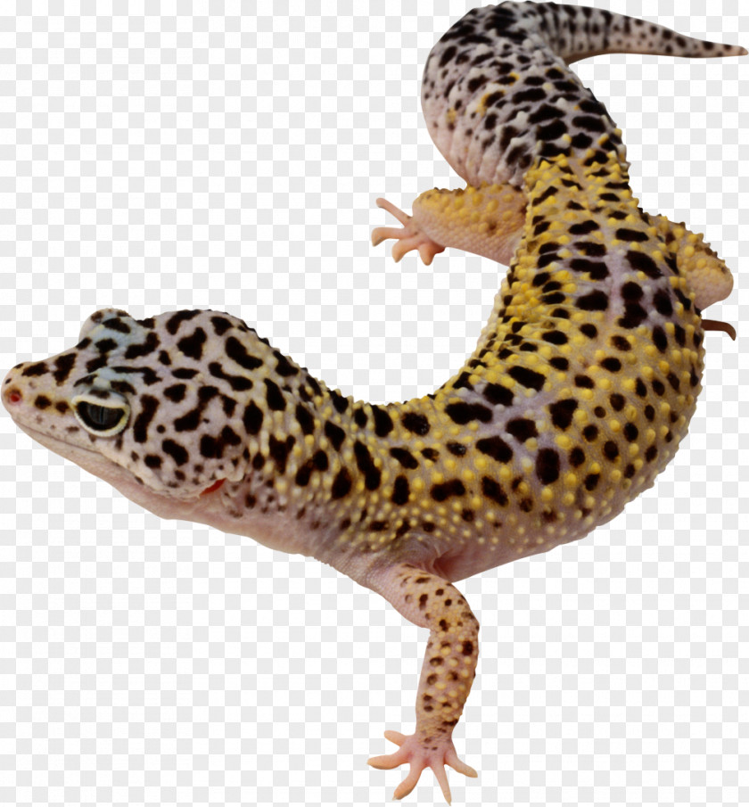 Leopard Common Gecko Long-nosed Lizard Reptile PNG
