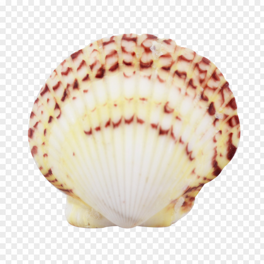 Shells And Starfish Cockle Conchology Seashell Scallop Florida PNG