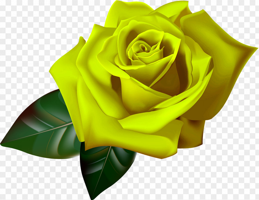 Yellow Rose Still Life: Pink Roses Red Blue Clip Art PNG