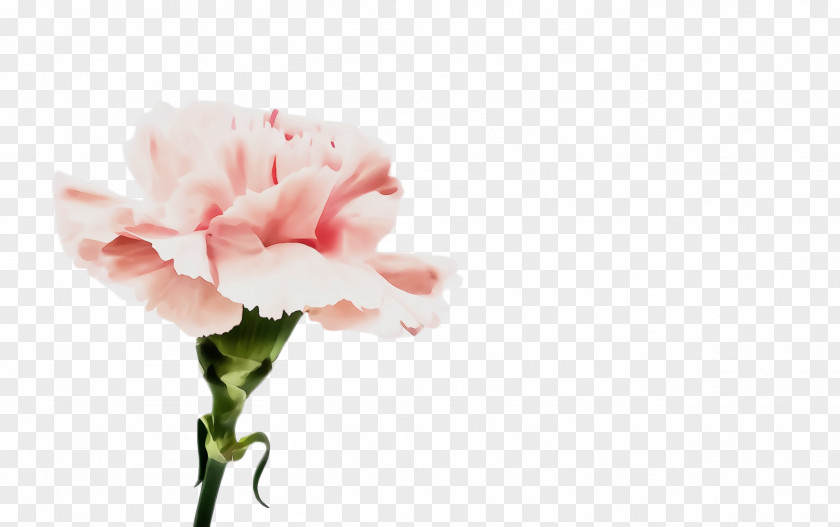 Artificial Flower Dianthus Watercolor Pink Flowers PNG