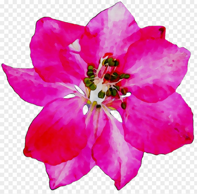 Azalea Rose Annual Plant Herbaceous Cut Flowers PNG