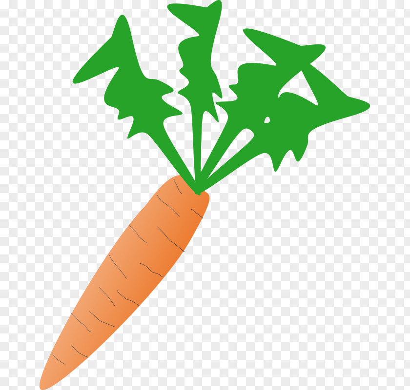 Carrot Pics Vegetable Clip Art PNG