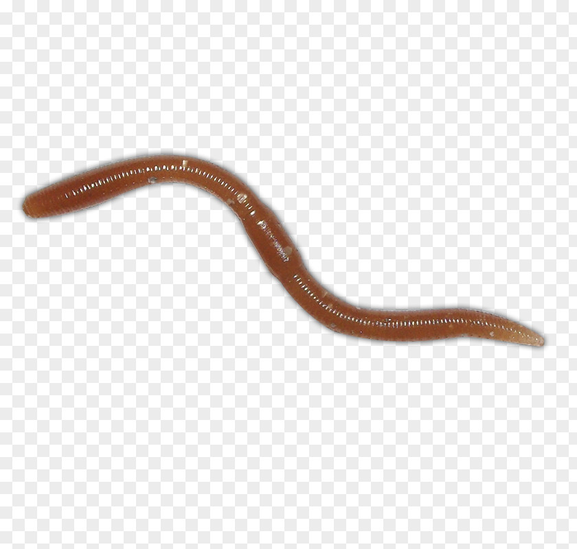 Earthworm Amazing Fishing Baits & Lures Animal PNG