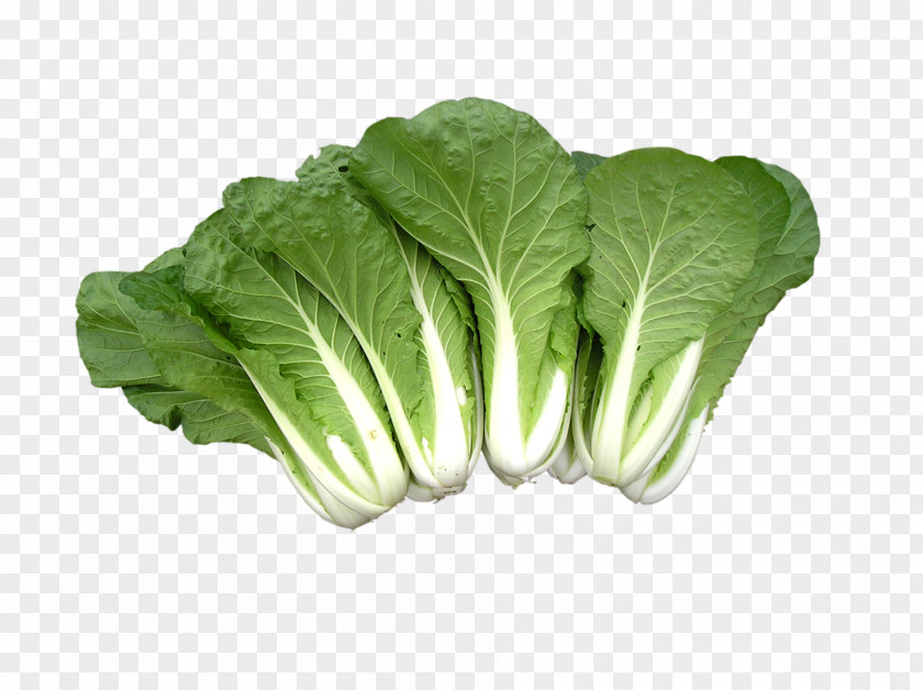 Fresh Cabbage Vegetable Fruit PNG