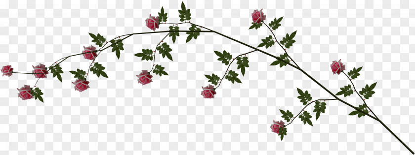 Leaf Floral Design Twig PNG