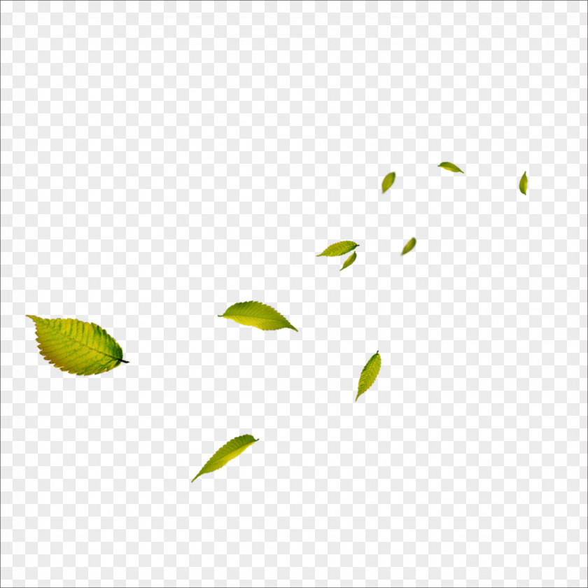 Leaf Google Images Clip Art PNG