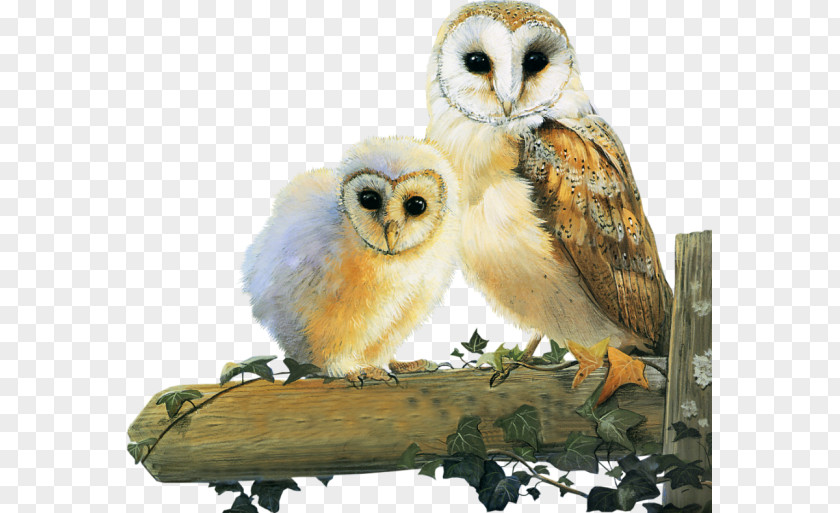 Owl Little Bird Tawny Animal PNG