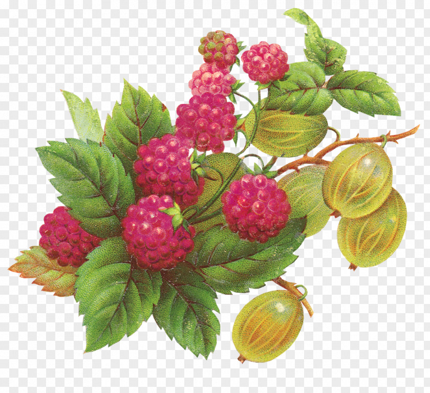 Blueberries Raspberry Fruit Blackberry Clip Art PNG