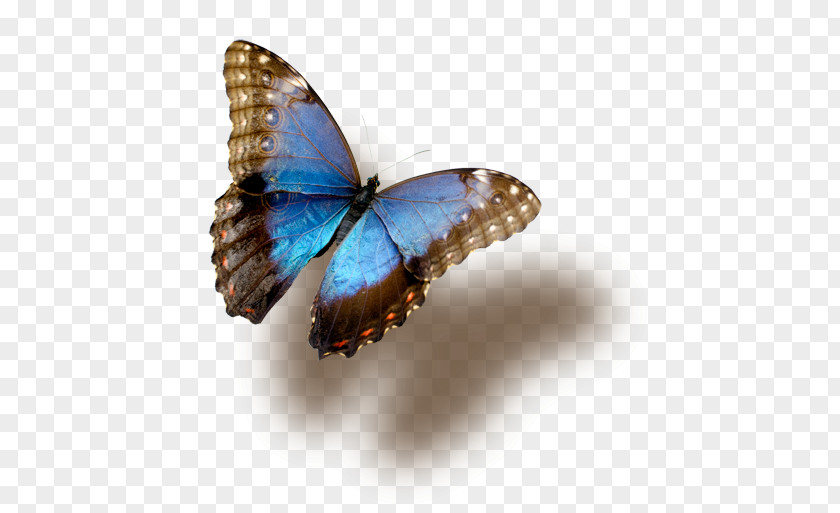 Butterfly Insect Blue Morpho PNG