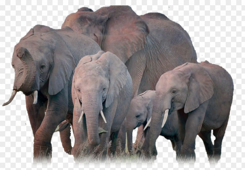 Elefant African Elephant Indian Herd PNG