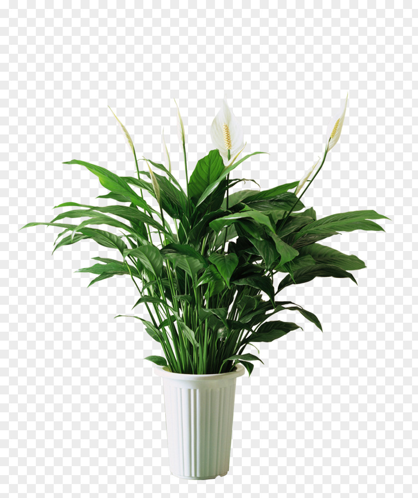 Horseshoe Green Decorative Plant Material Spathiphyllum Kochii Bedroom Formaldehyde Air PNG